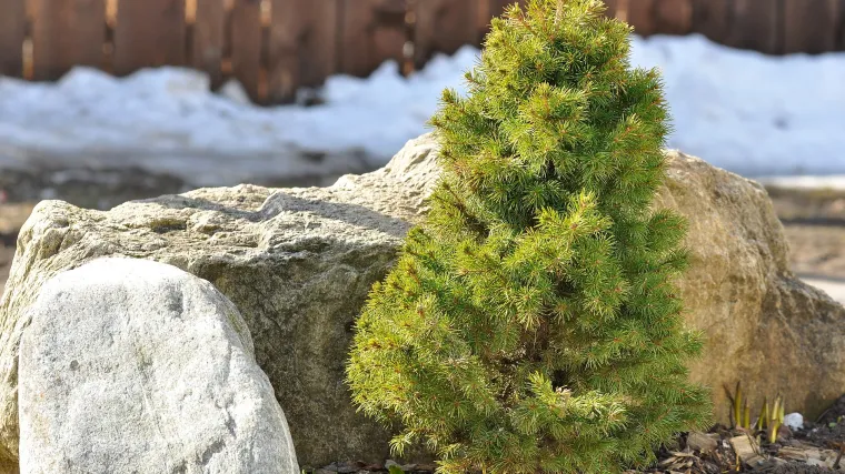 Patuljasti bor je zimzeleno stablo za svaki vrt