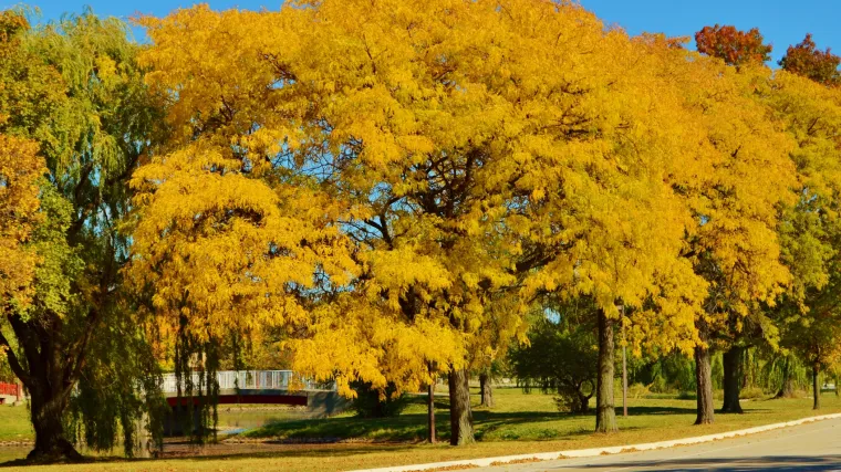 Gledičija drvo - drvo svima poznato, ali malo tko ga iskorištava