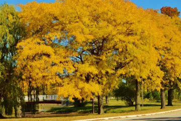 Gledičija drvo - drvo svima poznato, ali malo tko ga iskorištava