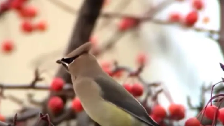 Ptice uni&scaron;tavaju grad: 'Pijane su, pa se zalijeću u prozore, automobile i ljude'
