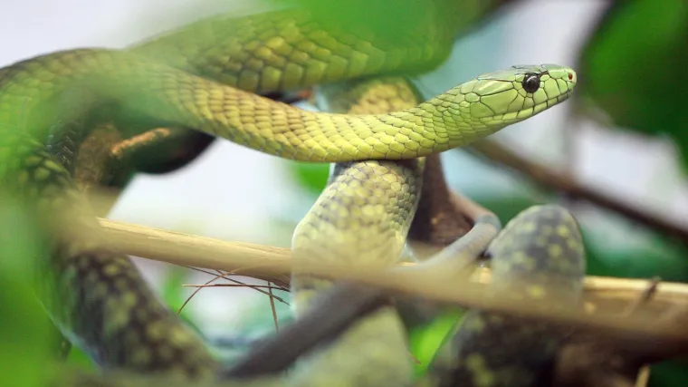 Ugrizla vlasnicu koja je pala u komu, a evo tko ju je prona&scaron;ao