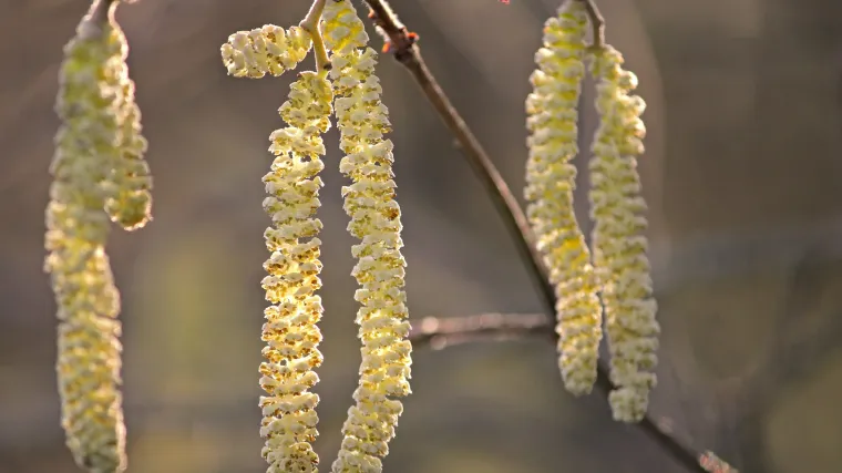 Jednodomna biljka - Znate li koje su biljke jednodomne?