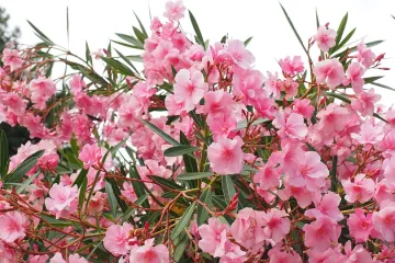 Odaberite otporno mediteransko cvijeće za svoj vrt