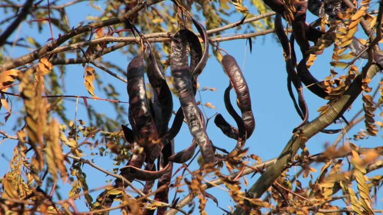 Dvodomna biljka - Koje dvodomne biljke poznajete?