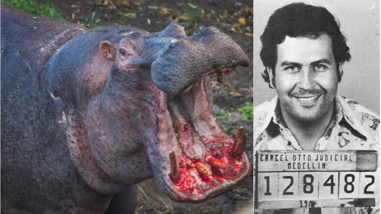 Nilski konji tumaraju Kolumbijom, a stručnjaci strahuju od otrova koji bi mogli ostaviti