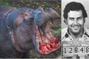 Nilski konji tumaraju Kolumbijom, a stručnjaci strahuju od otrova koji bi mogli ostaviti