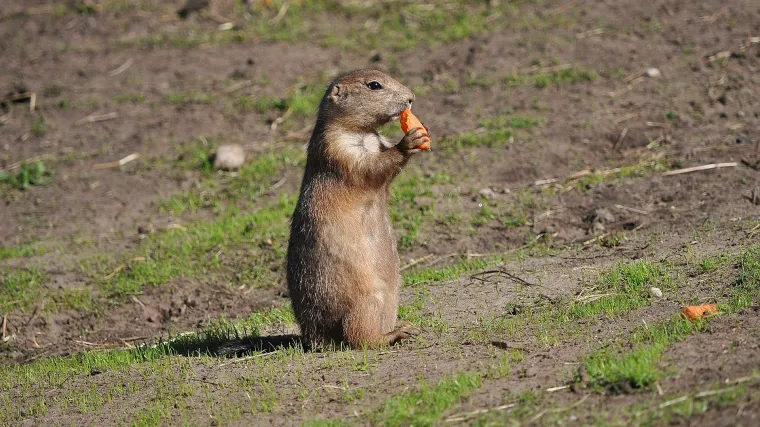 Prerijski pas - ljubimac koji osvaja srca &scaron;irom svijeta