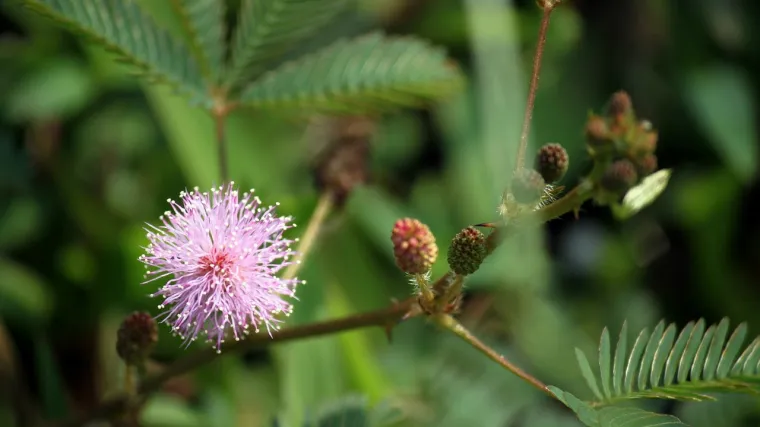 Uzgoj mimoze u tegli težak je, ali moguć - zasadite sramežljivu biljku