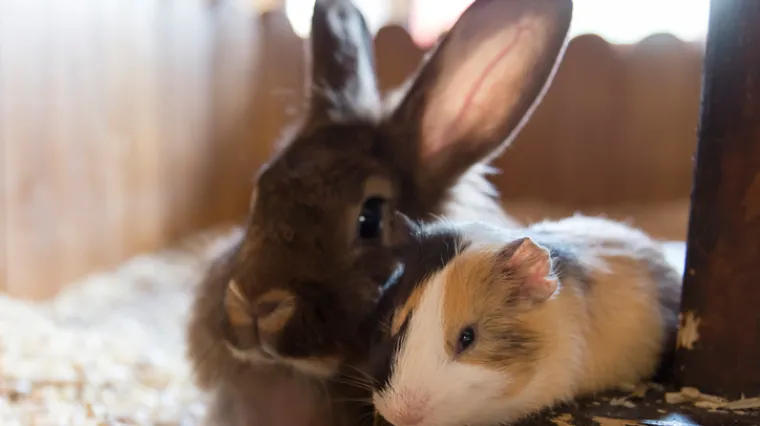 Evo &scaron;to znače najče&scaron;će reakcije hrčaka, zamoraca, zečeva...