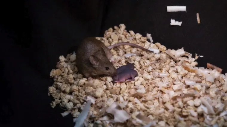 Nevjerojatan pothvat kineskih znanstvenika, ovo nikome dosad nije uspjelo