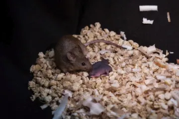 Nevjerojatan pothvat kineskih znanstvenika, ovo nikome dosad nije uspjelo