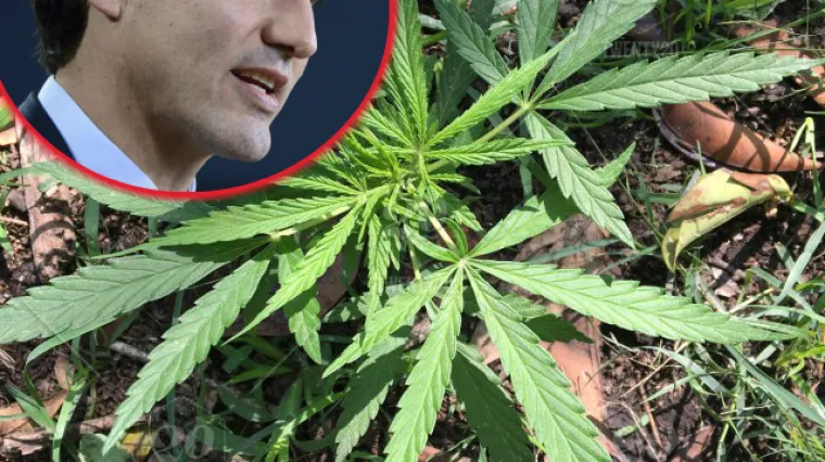 Kanada postaje druga država u svijetu koja će legalizirati kanabis: Evo koja su pravila