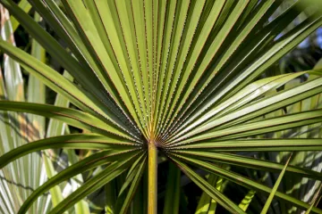 Otkrijte koje su bolesti palme najčešće i kako zaštititi palmu