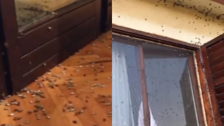 Biste li se odselili? Nini su smrdljivi martini prekrili zidove, fasade i prozore kuće!