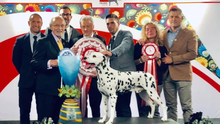 Nemamo samo lijepe žene: Najljep&scaron;i pas u Europi je hrvatski dalmatiner Dudu