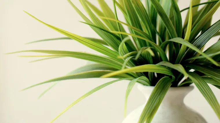 Istražite uzgoj fikusa i 'zazelenite' svoj životni prostor