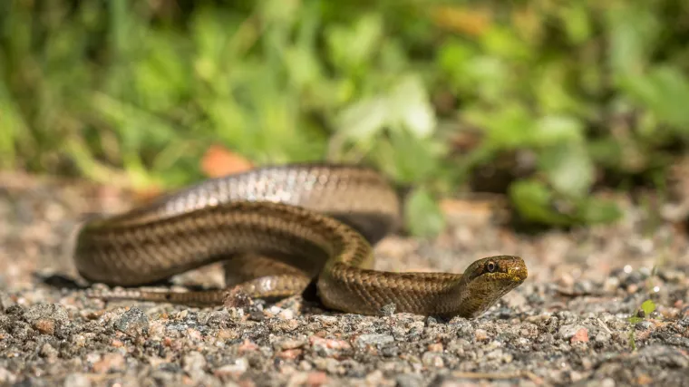 Dvije zmije viđene u zagrebačkom dječjem parku: 'Imali smo intervenciju'