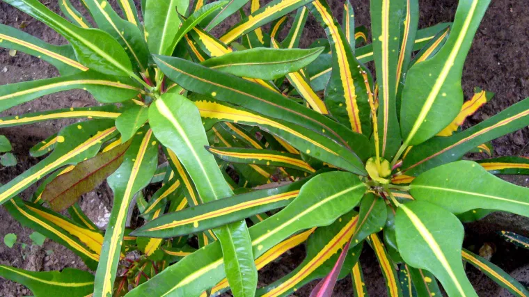 Velike sobne biljke koje će vaš dom pretvoriti u zelenu oazu