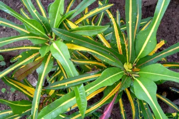 Velike sobne biljke koje će vaš dom pretvoriti u zelenu oazu