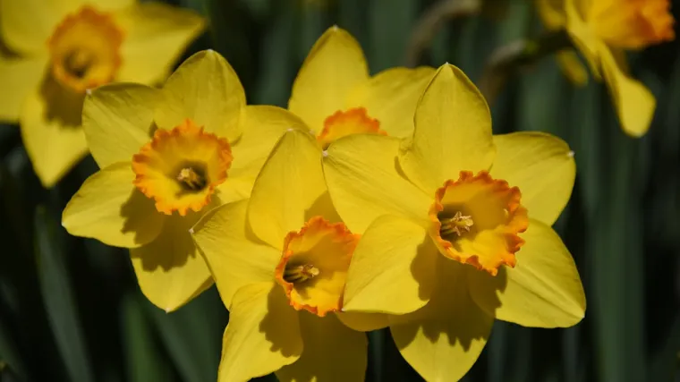 Otrovne sobne biljke koje mogu izazvati teške reakcije