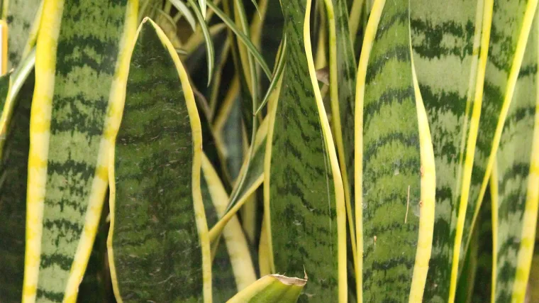 Loše spavate? Zasadite sanseverija cvijet u sobu i spavajte kao beba