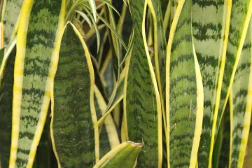 Loše spavate? Zasadite sanseverija cvijet u sobu i spavajte kao beba