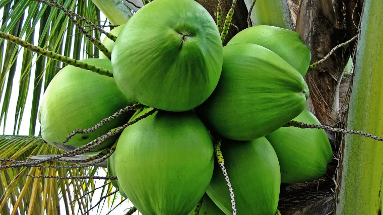 Kokos palma zalijevanje: saznajte kako pravilno brinuti o kokos palmi