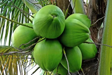 Kokos palma zalijevanje: saznajte kako pravilno brinuti o kokos palmi