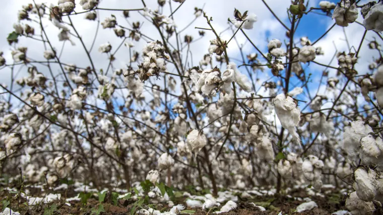 Mogući novi izvor hrane: Sjedinjene Države odobrile uzgoj genetski modificiranog pamuka