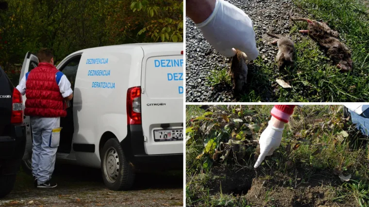 Najezda &scaron;takora u Varaždinu, prijete i drugim gradovima: Trebaju li građani strahovati za zdravlje?