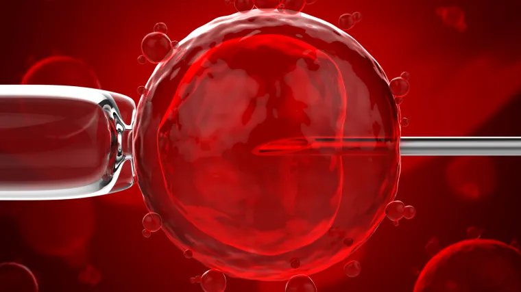 Jesu li hibridi ljudi i životinja budućnost transplantacije organa?