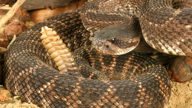 Mu&scaron;karac u rupi s čegrtu&scaron;ama bio dva dana: 'Imao je polomljene noge, a ubio je tri zmije'