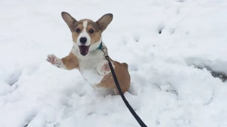 Što donosi Zakon o držanju kućnih ljubimaca
