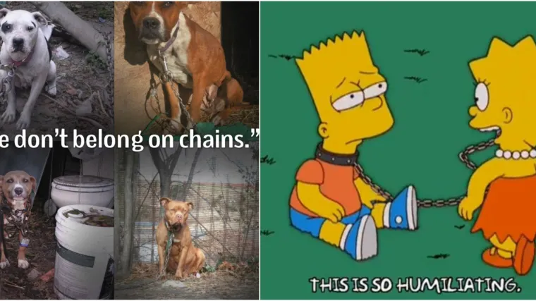 Para nam se srce: Evo kako izgleda jedan dan psa zavezanog za lanac