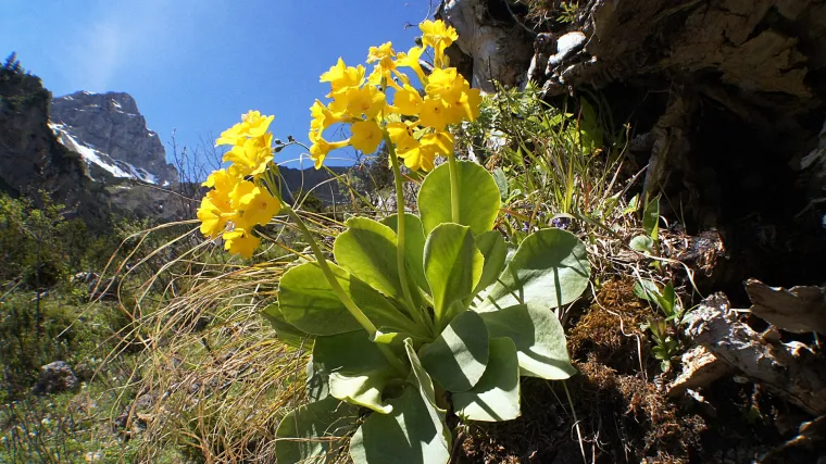 Proljetni jaglac: vijesnik proljeća i ukras za svaki vrt