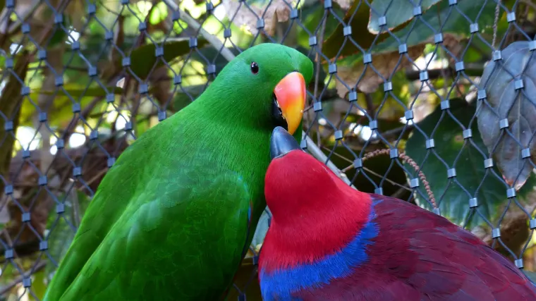 Edel papiga: Za&scaron;to je zovu plemenitom papigom?