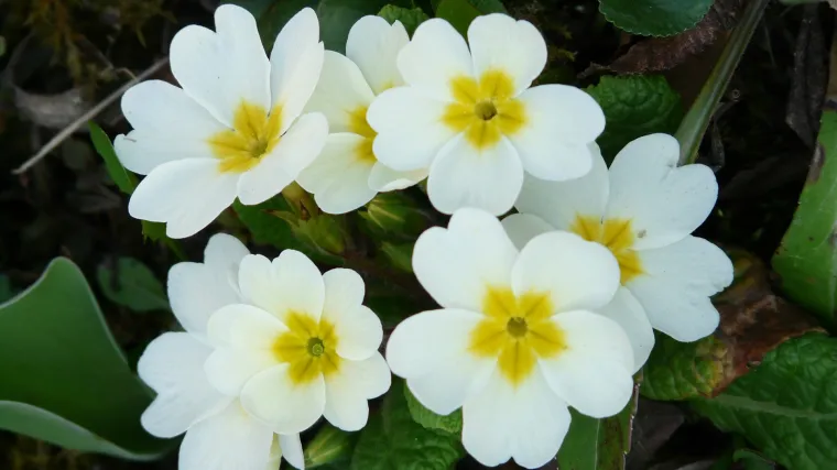 Rani jaglac: Sve &scaron;to morate znati o ranom jaglacu