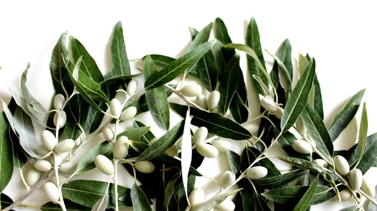 Iskoristite list masline - riznica zdravlja i ljepote