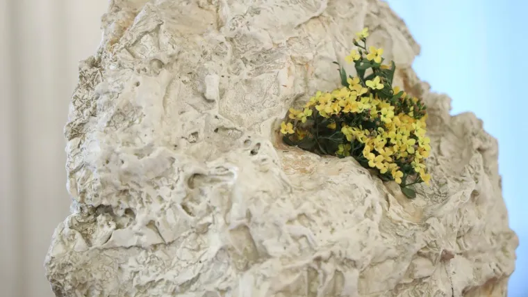 Biokovsko zvonce: jo&scaron; jedna ugrožena biljna vrsta