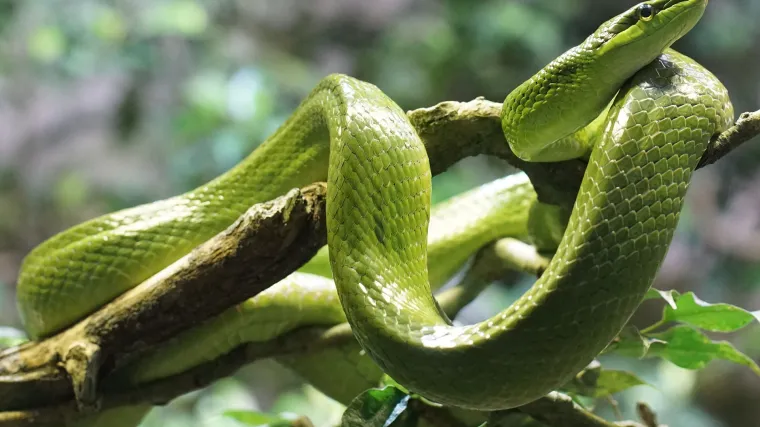 Da li su male zmije dobar izbor za kućnog ljubimca?