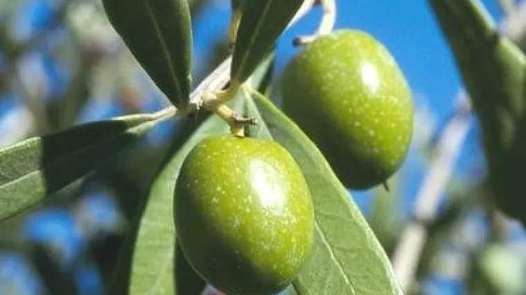 Okus Mediterana: doznajte kako posaditi maslinu u svom vrtu