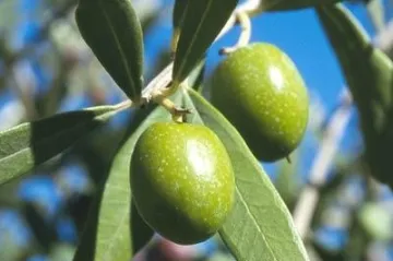 Okus Mediterana: doznajte kako posaditi maslinu u svom vrtu