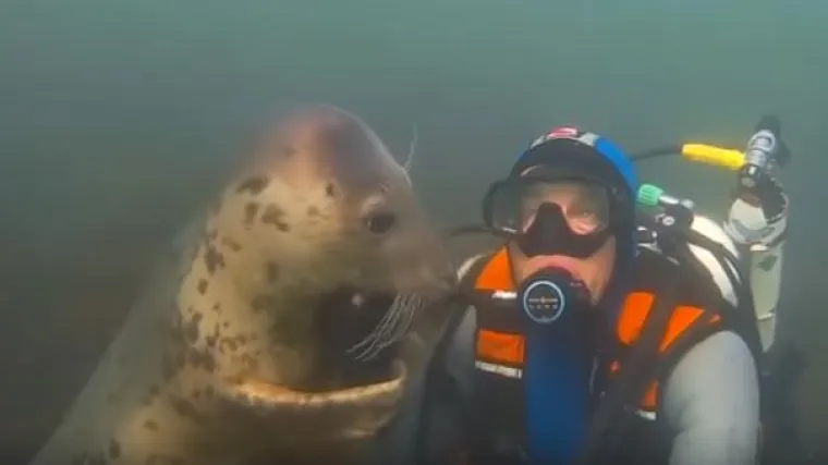 Medeni tuljani pona&scaron;aju se kao psi, samo pod vodom: Pogledajte kako se maze s roniocima