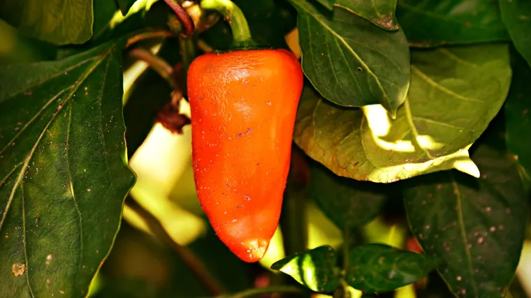 Plamenjača paprike: bolest paprike koju uzrokuju gljivice