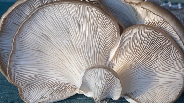 Bukovača: savjeti za uzgoj bukovače