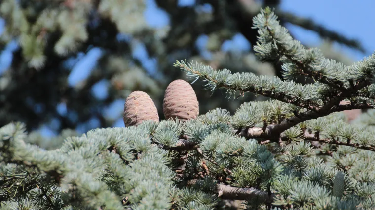 Ari&scaron; drvo: Sve &scaron;to želite saznati o ari&scaron; drvu