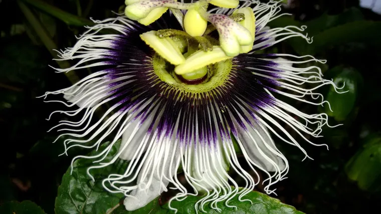 Marakuja: cvijet koji nosi i naziv Gospodinova krunica