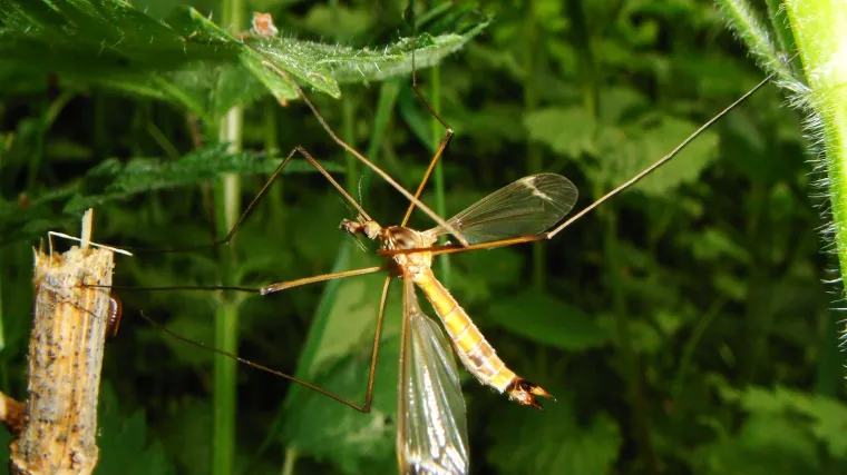 Cigara&scaron;: drvo idealno za tjeranje komaraca