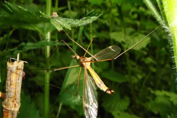 Cigaraš: drvo idealno za tjeranje komaraca