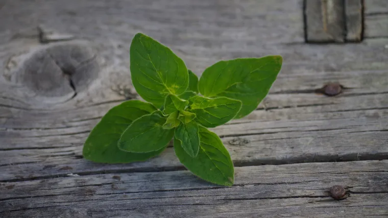 Divlji origano: koje sve moći ima divlji origano?